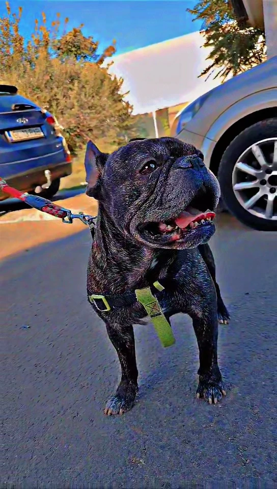 Adopție !Cautam o familie! 