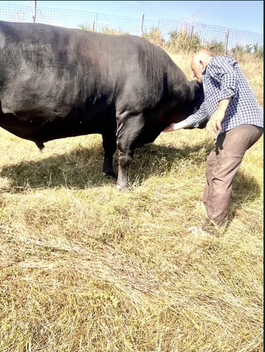 Taur Angus Rasa Pura 1000kg