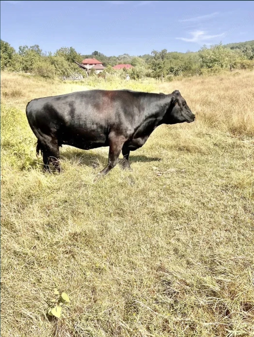 Vaca Angus Rasa Pura 600kg