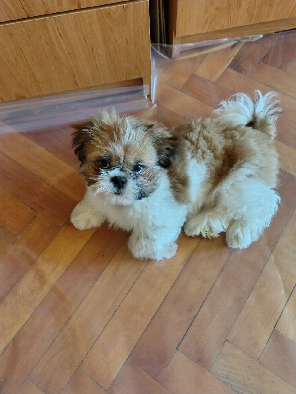 Vand pui Shih Tzu 