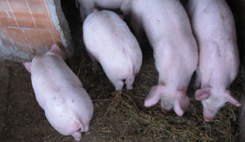 Vand purcei Duroc si Petrain