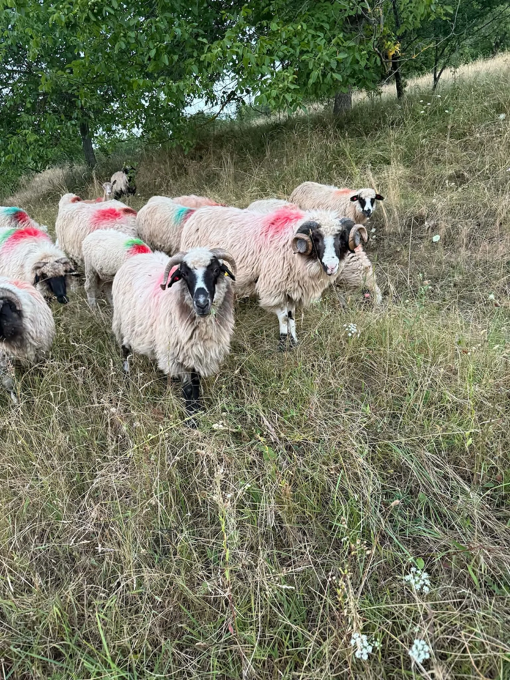 Vand 7 oi si un berbec 