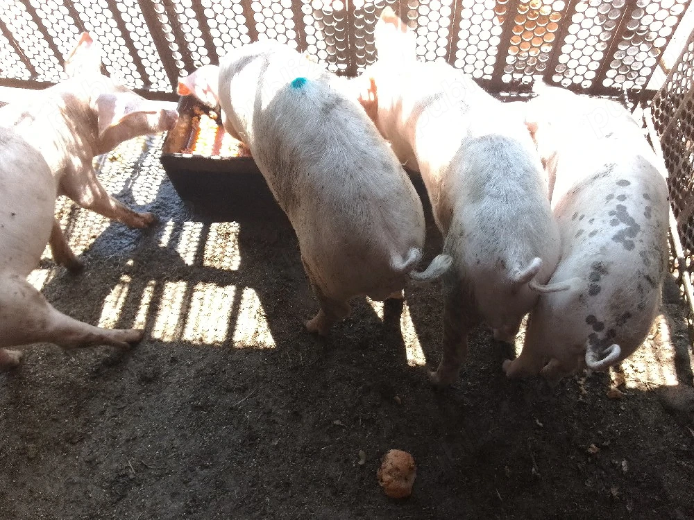 porci de vanzare 
