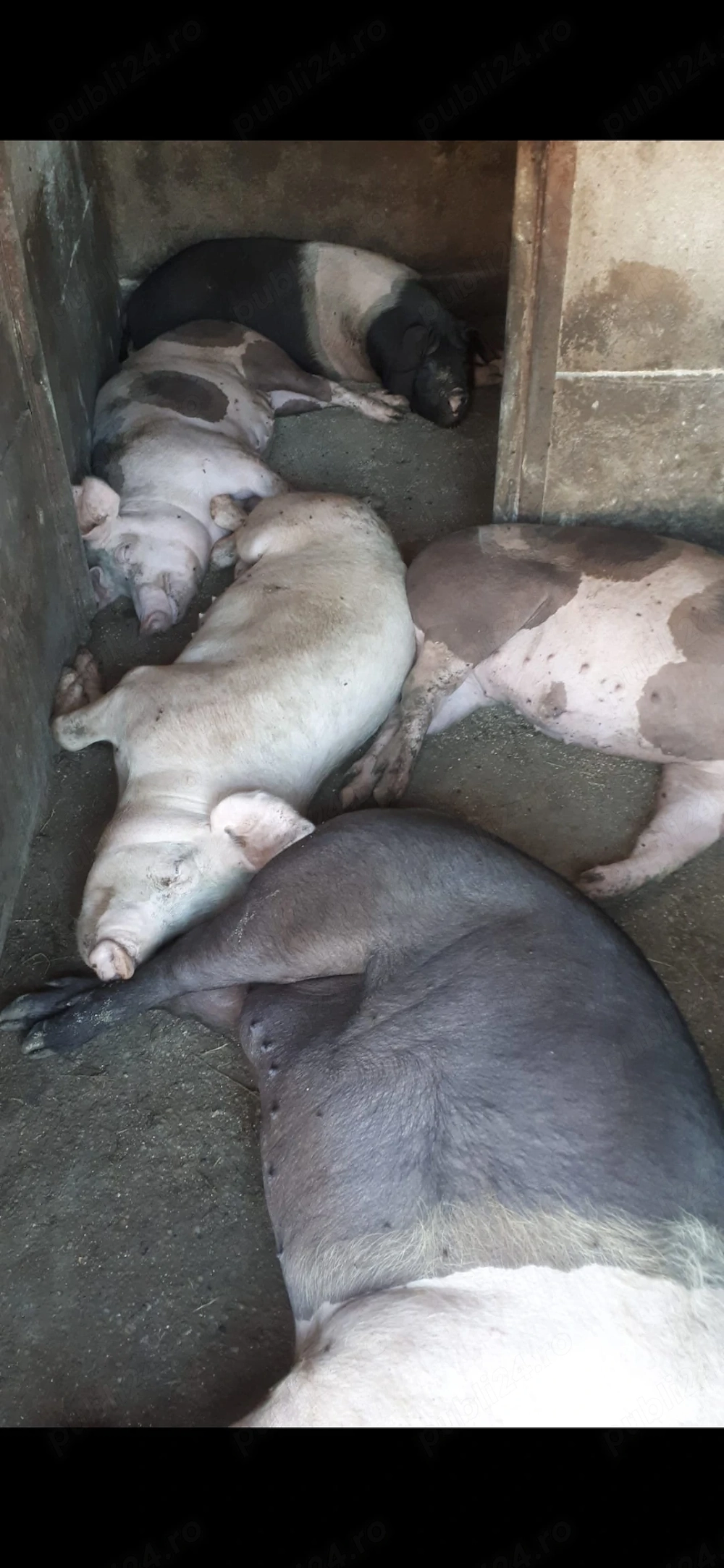 Vand porci grasi de sacrificat