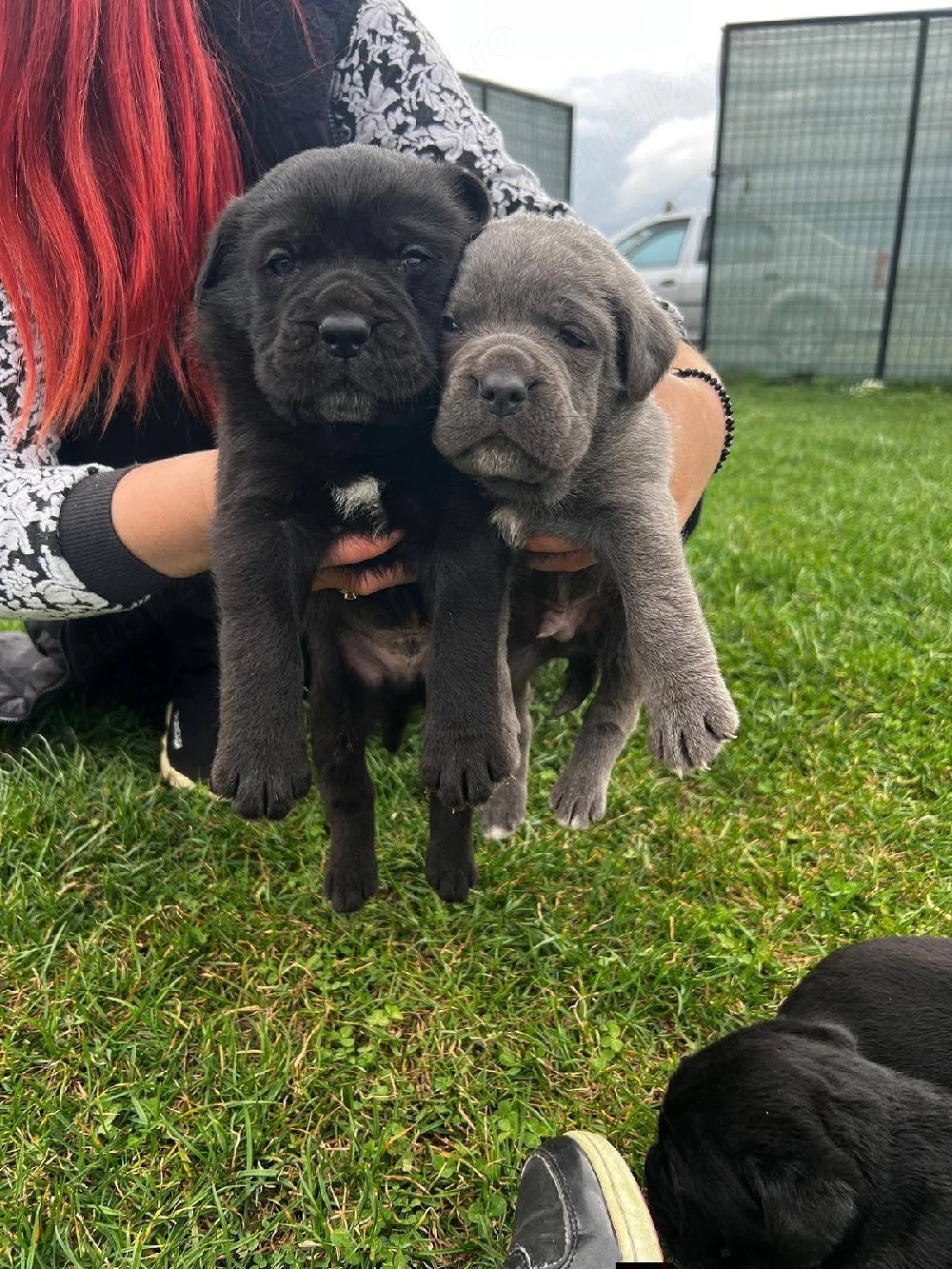 femela Cane corso 