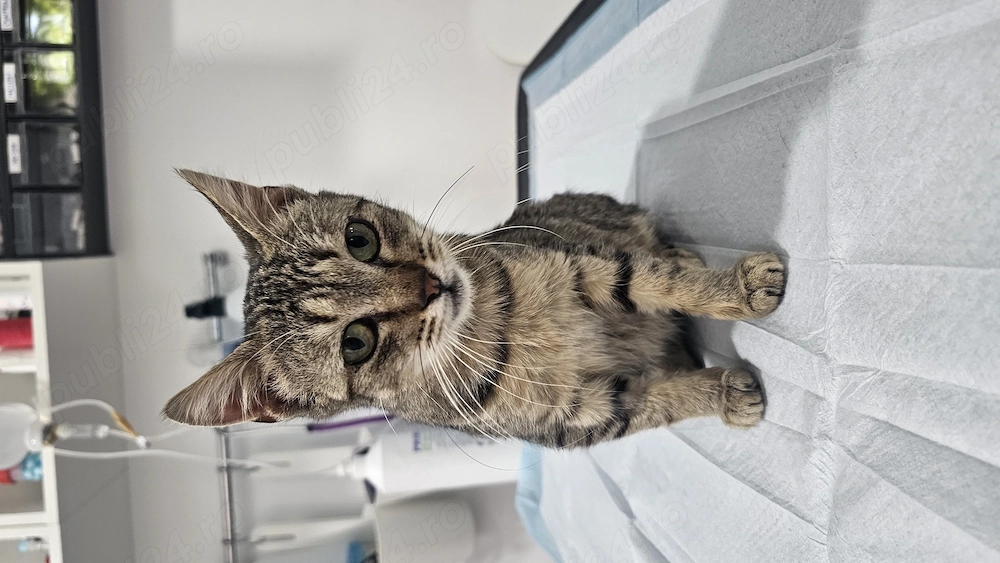 Dau în adopție pisoi 2 ani 