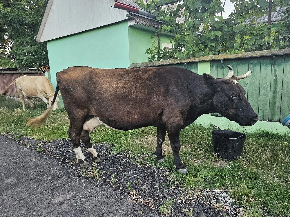 Vaca gestanta 9 luni 