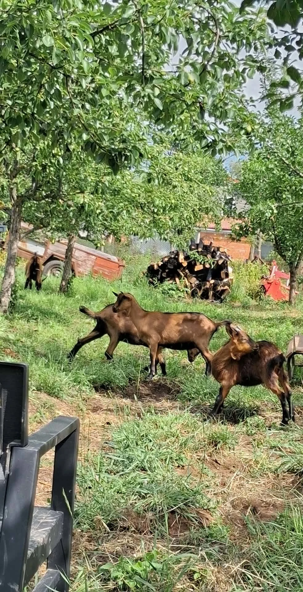 3iedute+tapisor alpin francez+ capra românească 3000 ron