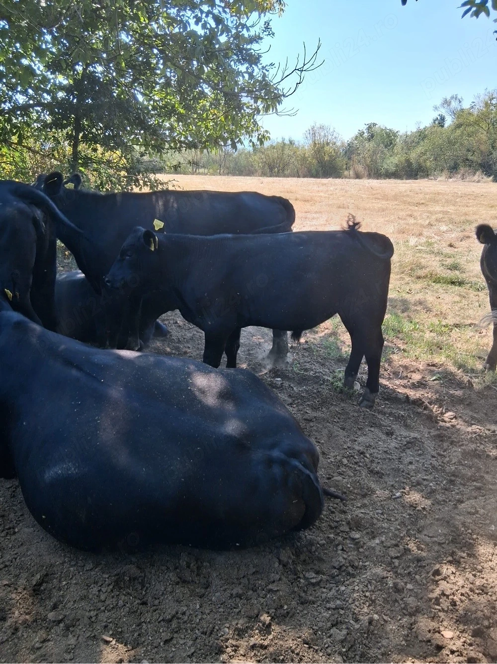 Vand viței Black Angus 