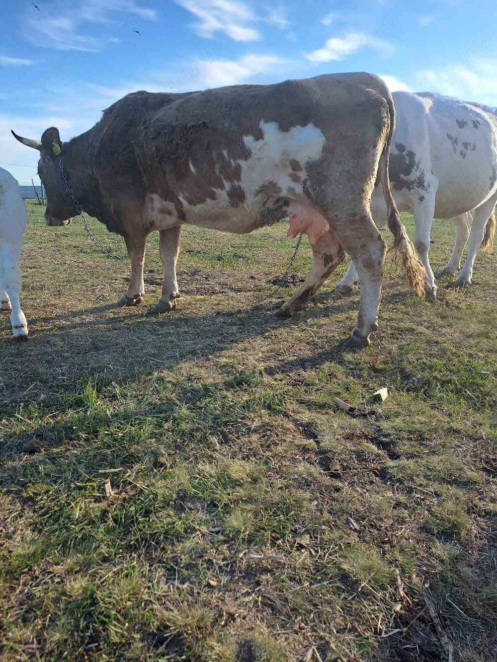 vaca cu lapte de vanzare