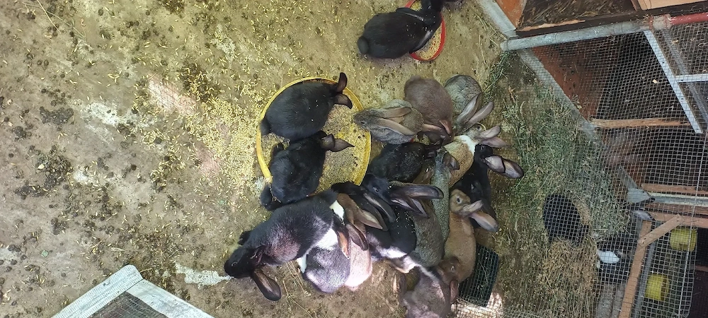 Vând iepurii de carne,cu cât luați mai mulți cu atat putem negocia mai bine.