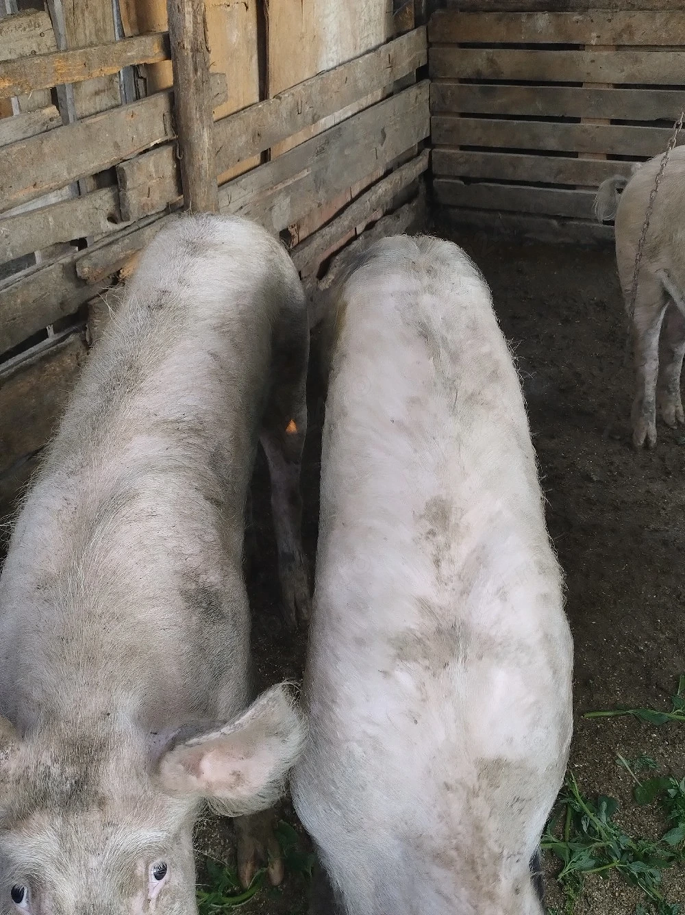 porc.      