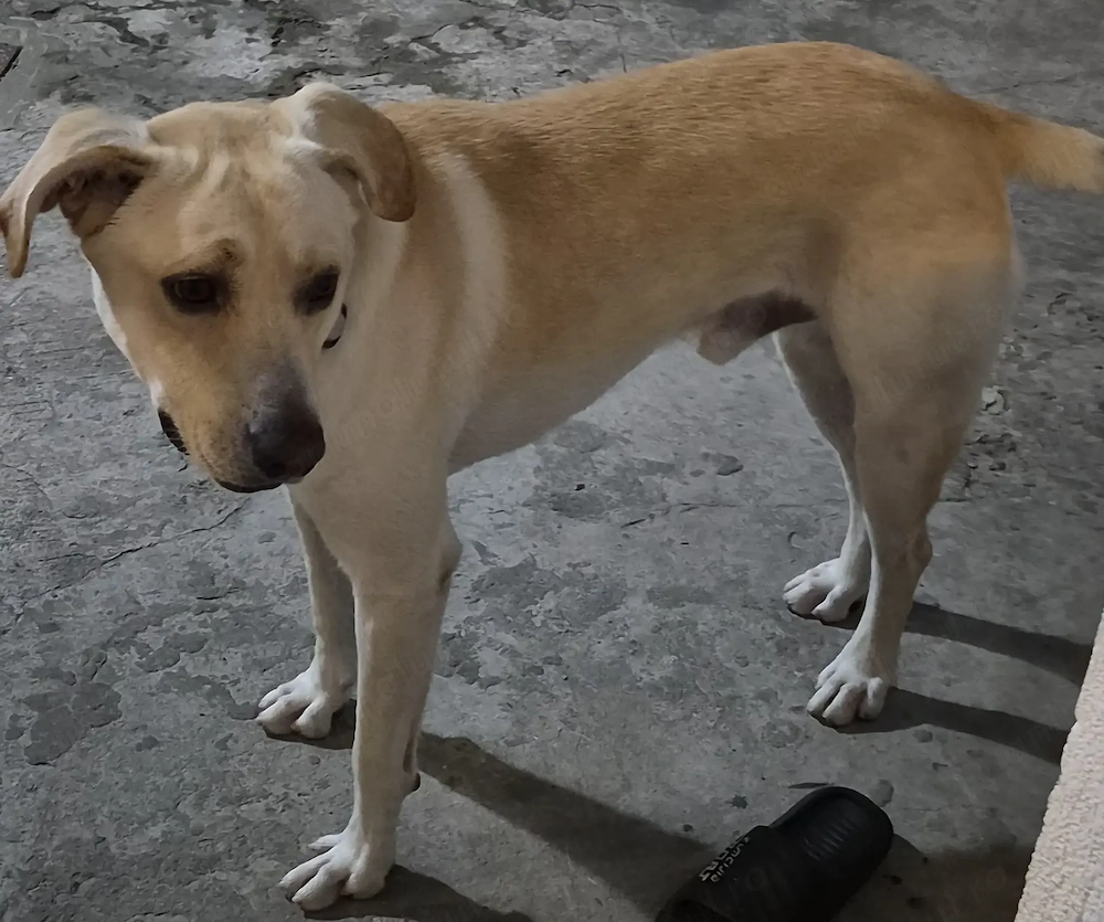 Donez un caine de talie mare pentru o familie varsta 2 ani iar ca rasa este labrador corcit.