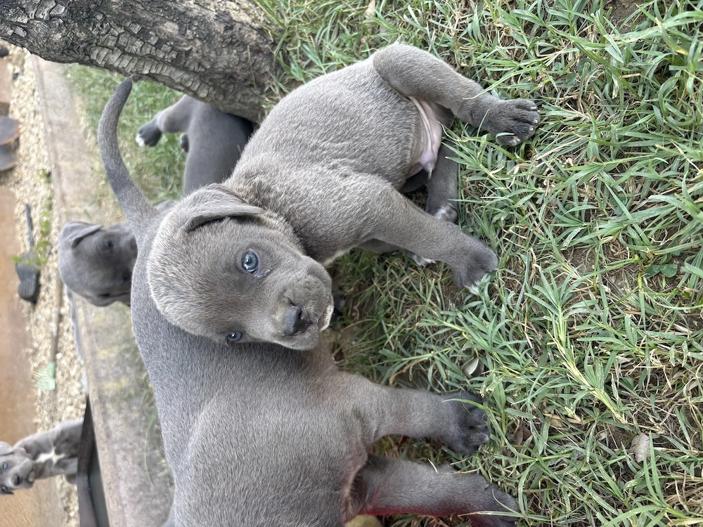 Pui Cane Carso 8 saptamani 