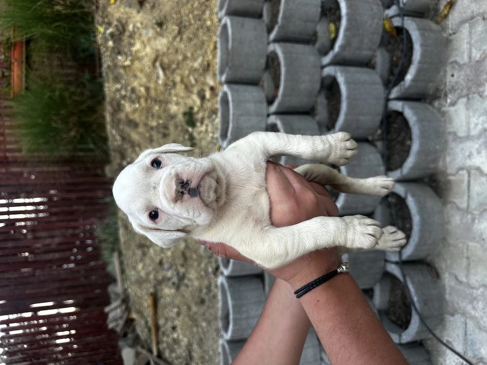 Pui boxer de vanzare