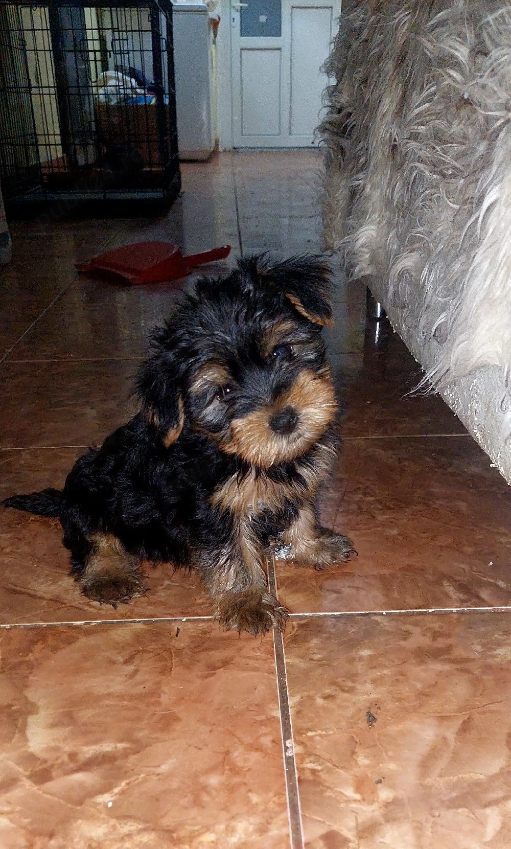 Yorkshire Terrier  3 luni jumate