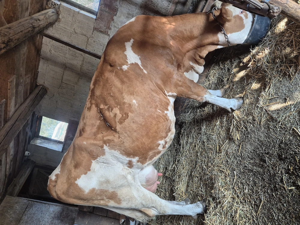 Vaca f buna de lapte