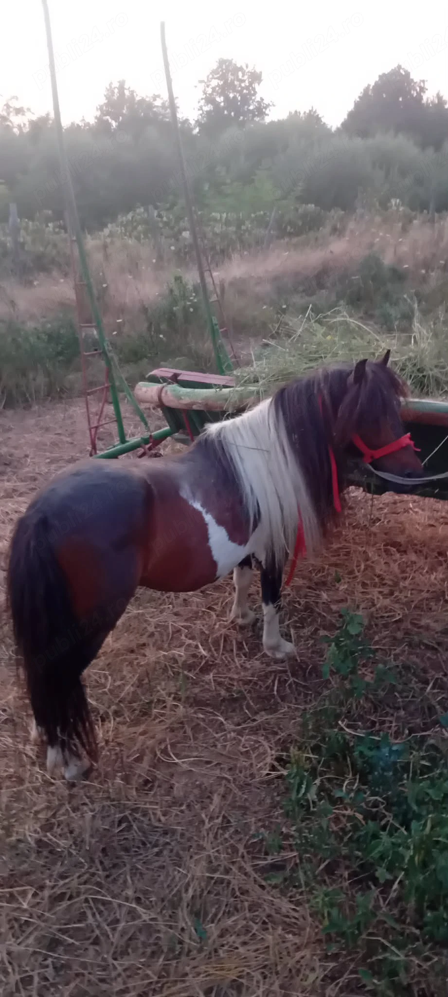 vand ponei castrat 5 ani 