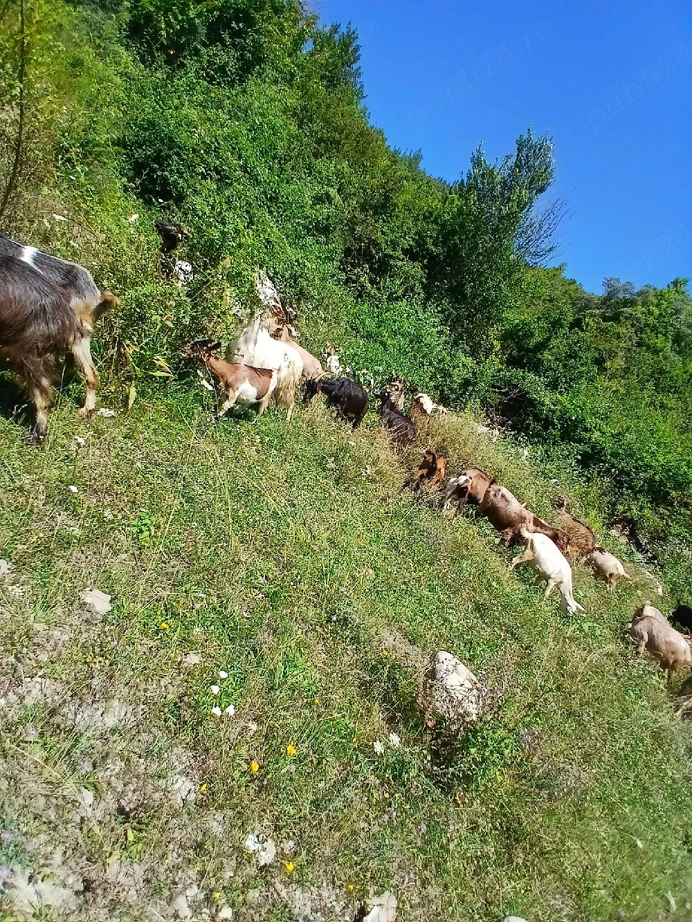 Capre de vanzare