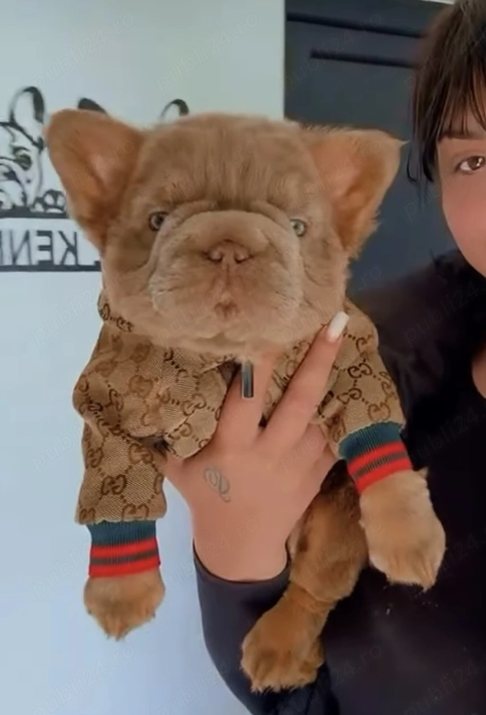 Bulldog Francez Fluffy 