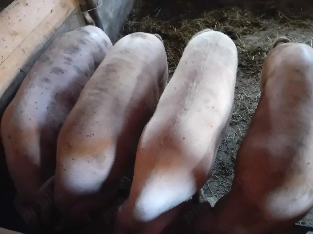 vand porci Marele alb si Duroc 