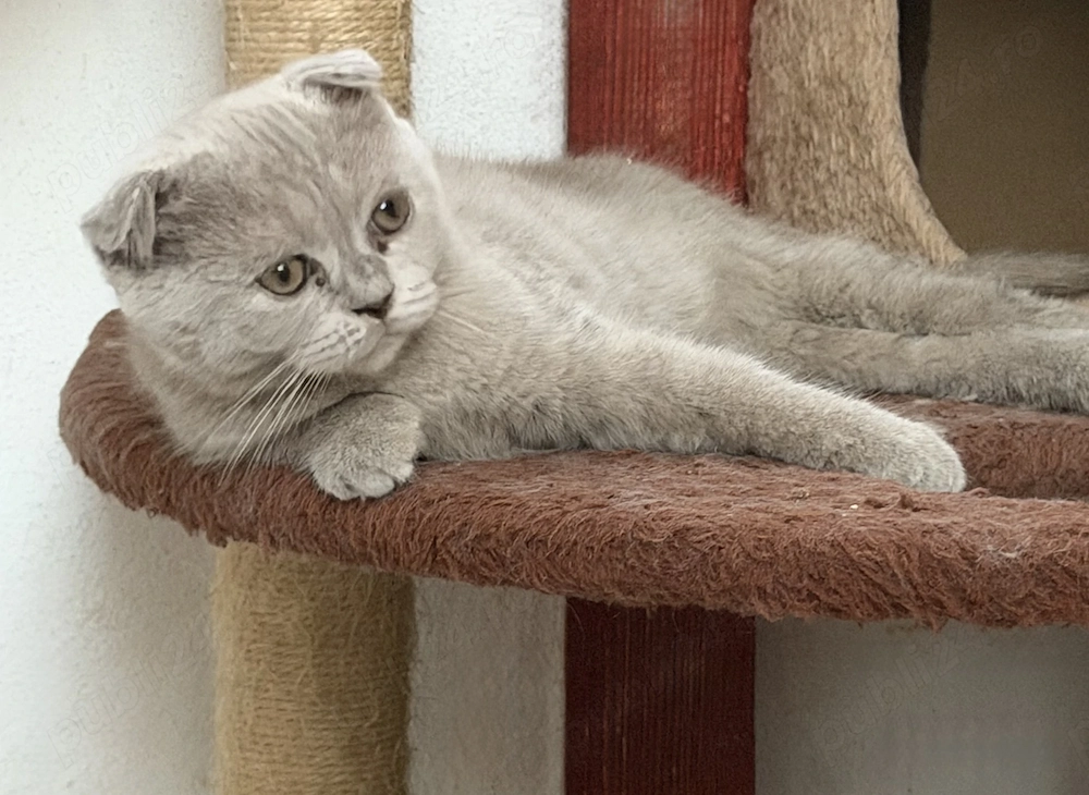 Scottish Fold lilac 