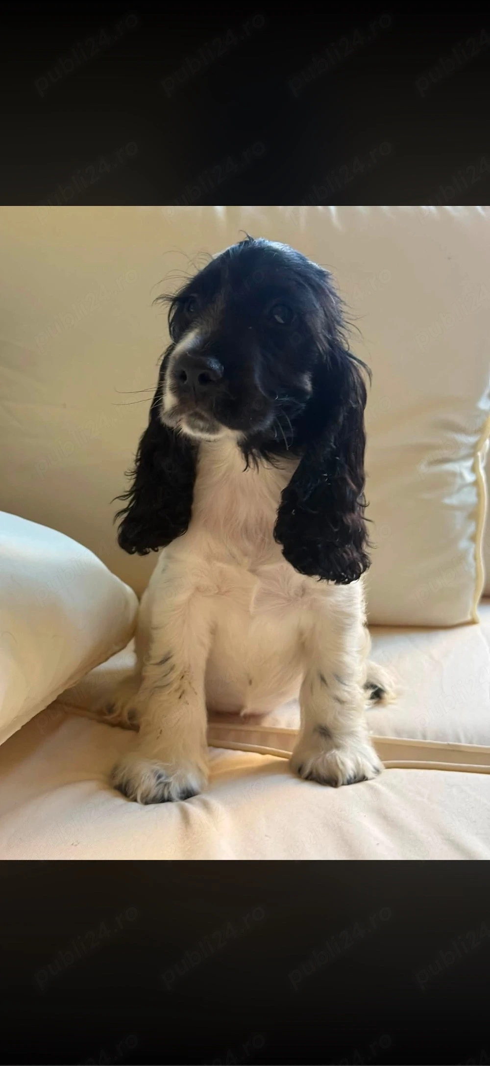 Cocker Spaniel multicolor fetita 