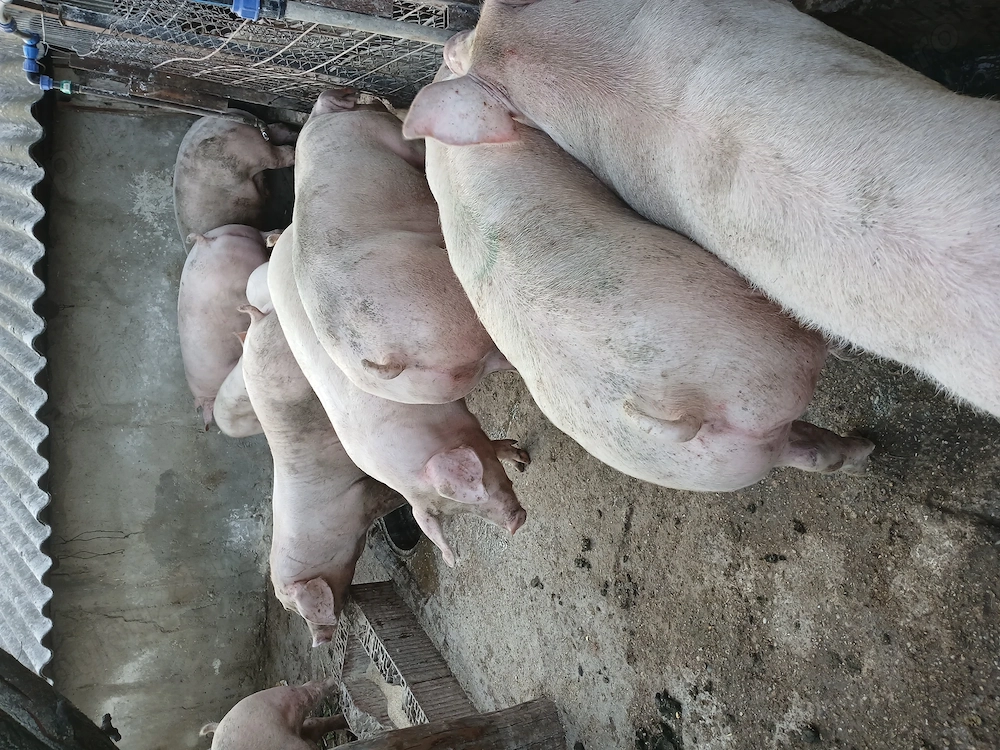 Porci mari  Purcei duroc
