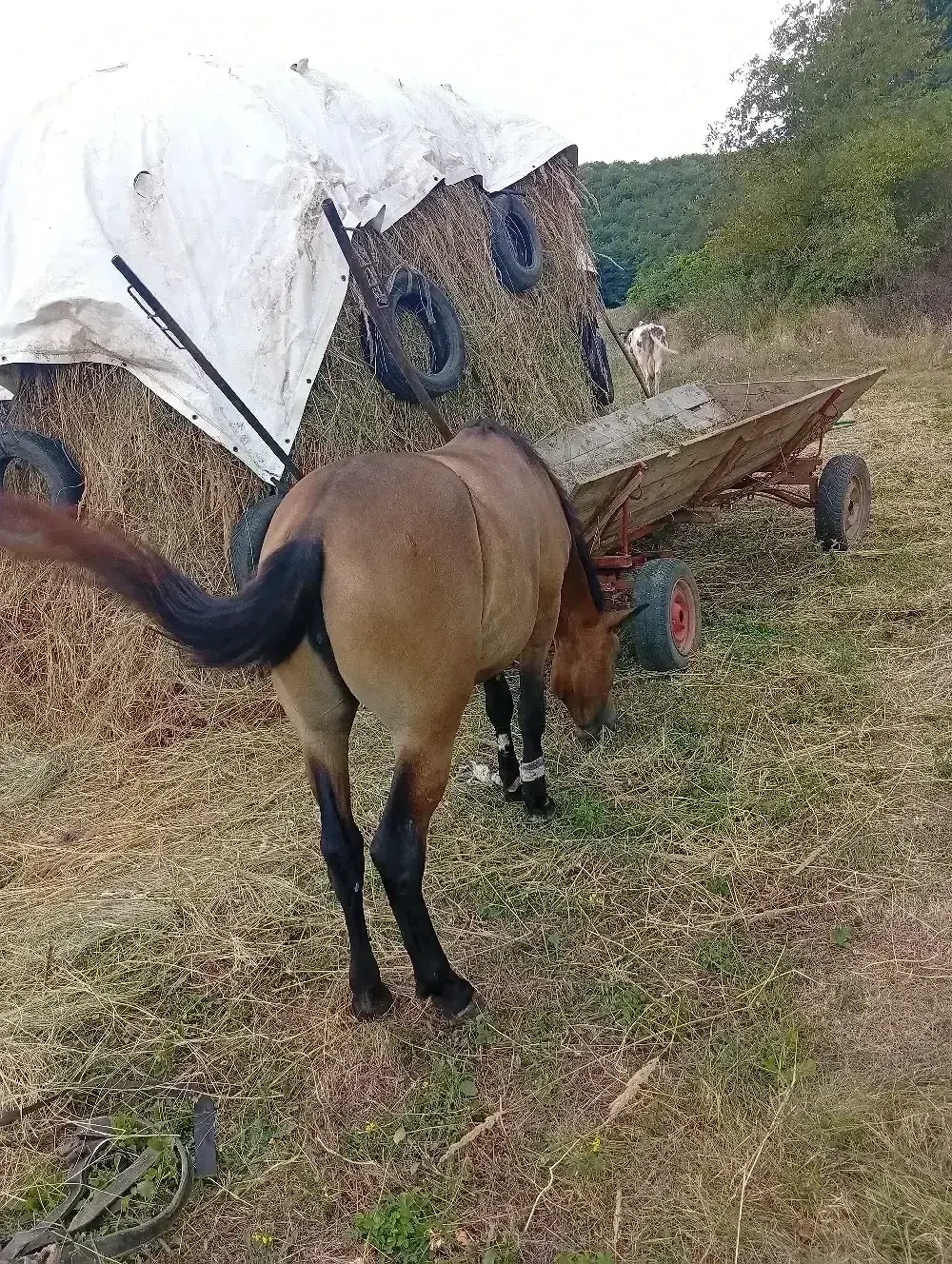 Vând mânză de 2 ani ne pusă la căruță este cuminte nu face nimic preț 7000 de lei 