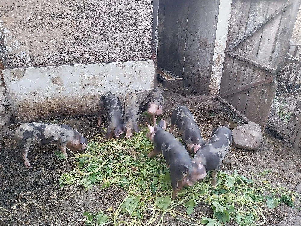 vand purcei