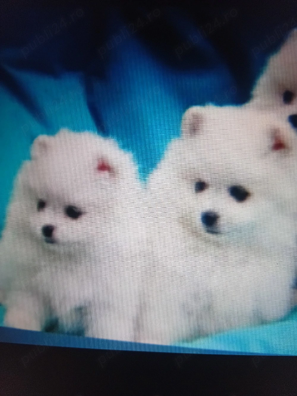pomeranian  