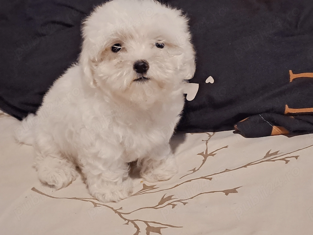 Bichon maltez toy fetițe