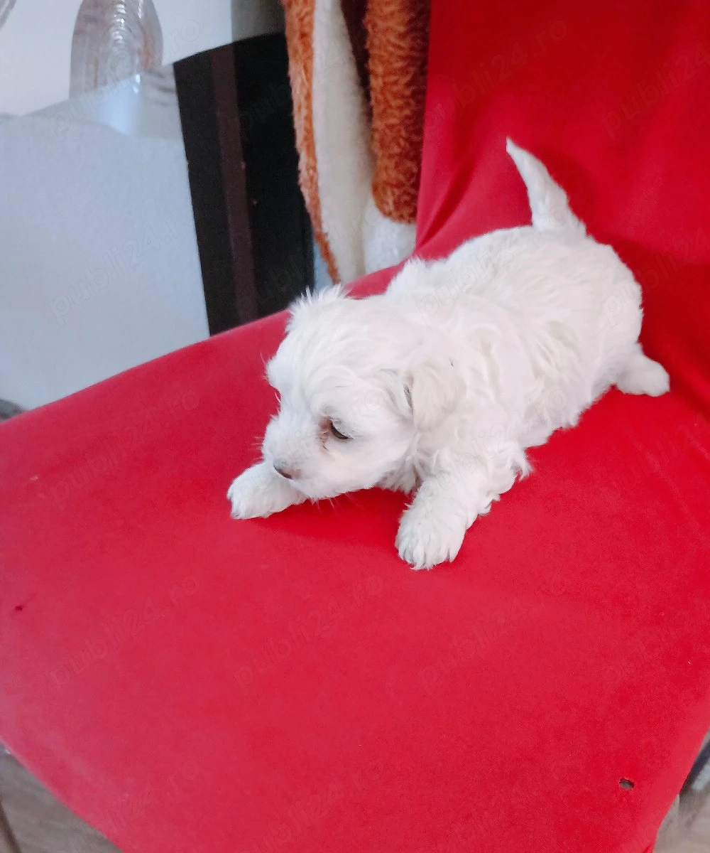 Bichon talie mica 