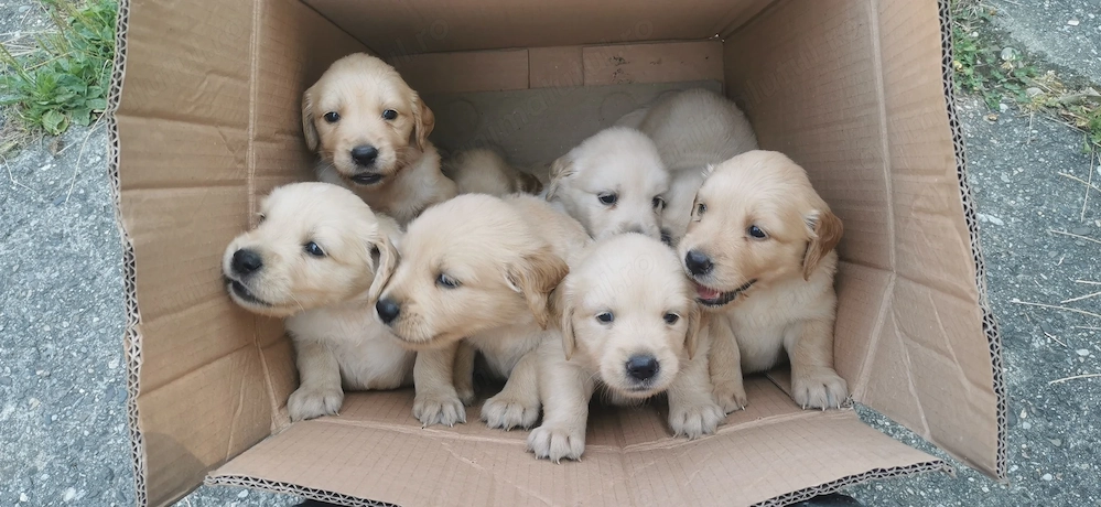 Pui Golden Retriever 