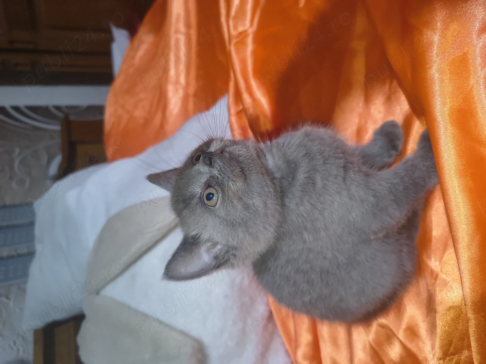 British shorthair blue