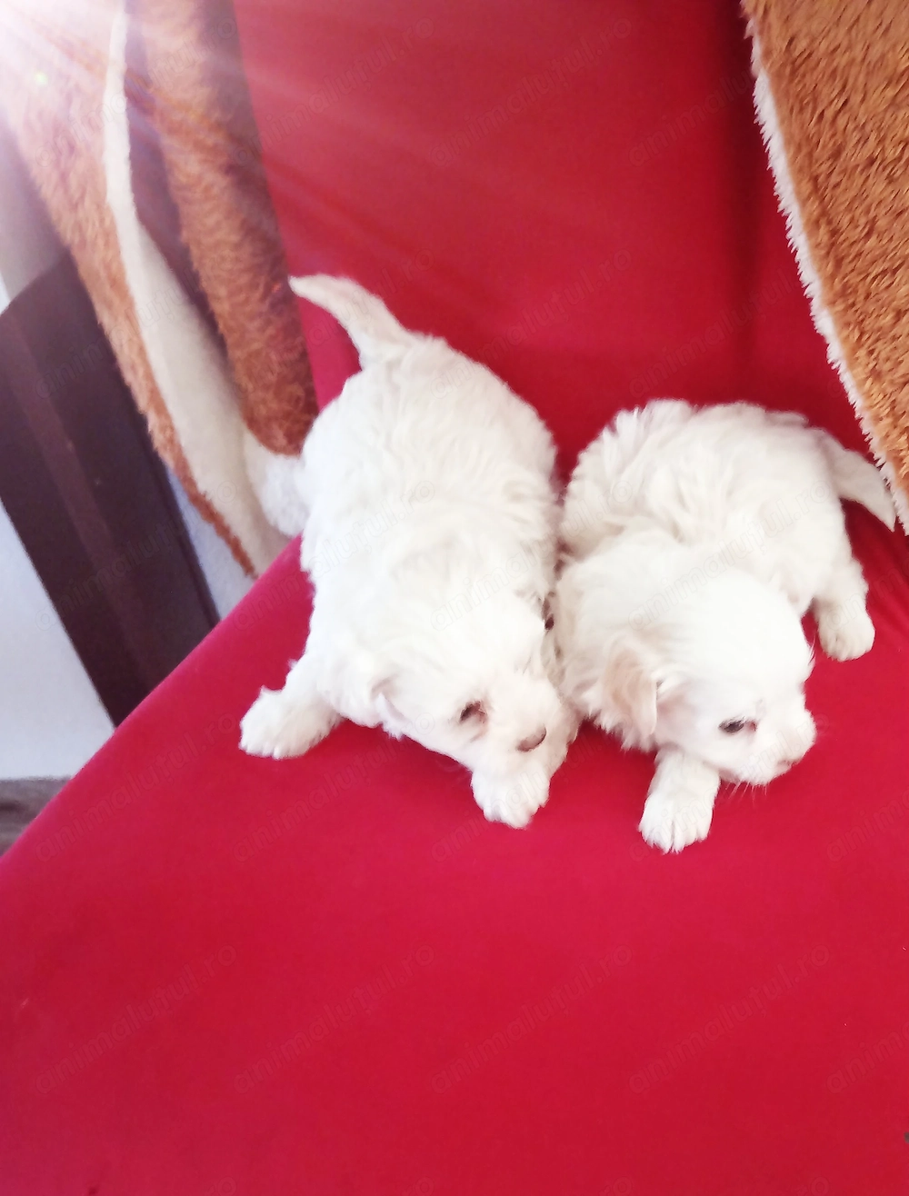 Bichon talie mica 3 băieți și o fetita