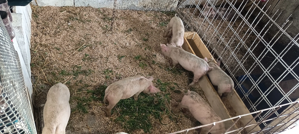 Purcei 7 săptămâni deparazitați.intarcati.