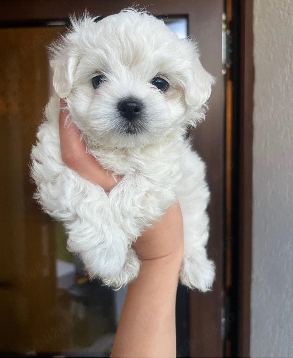bichon cauta casuta 