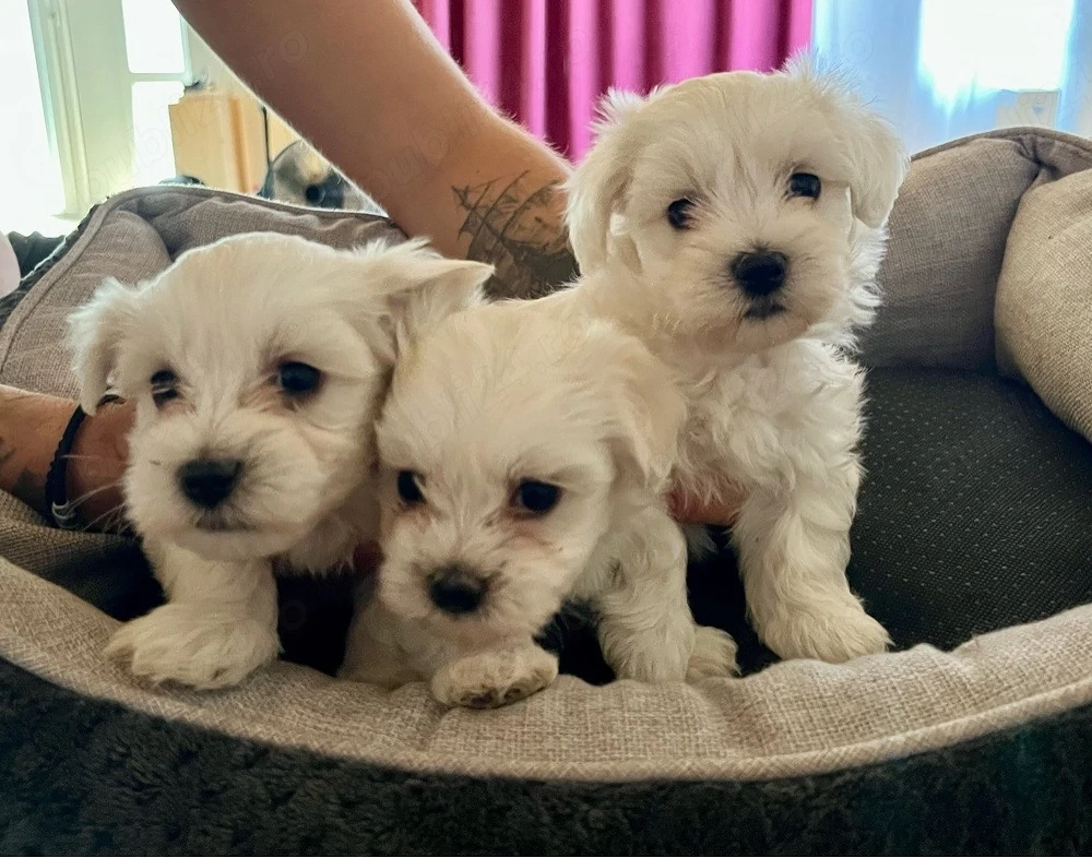 Bichon maltez mini toy