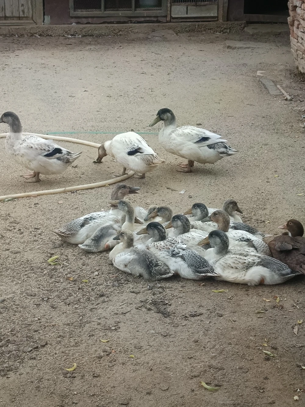 De vânzare boboci rață streckhi 