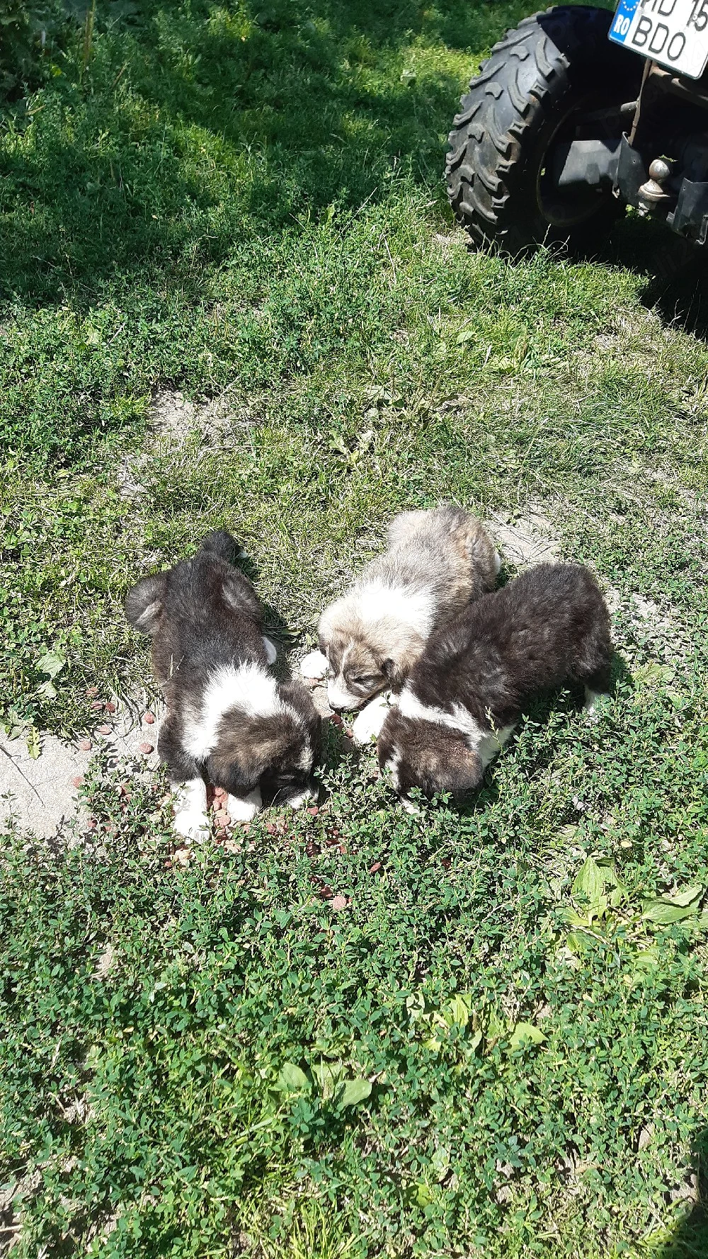 Catei Ciobanesc,talie mare