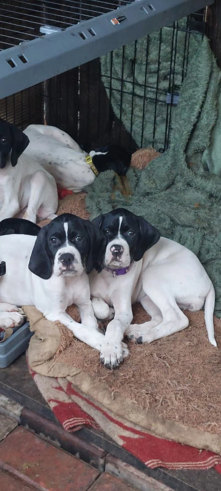 Catei de vanatoare Pointer Englez