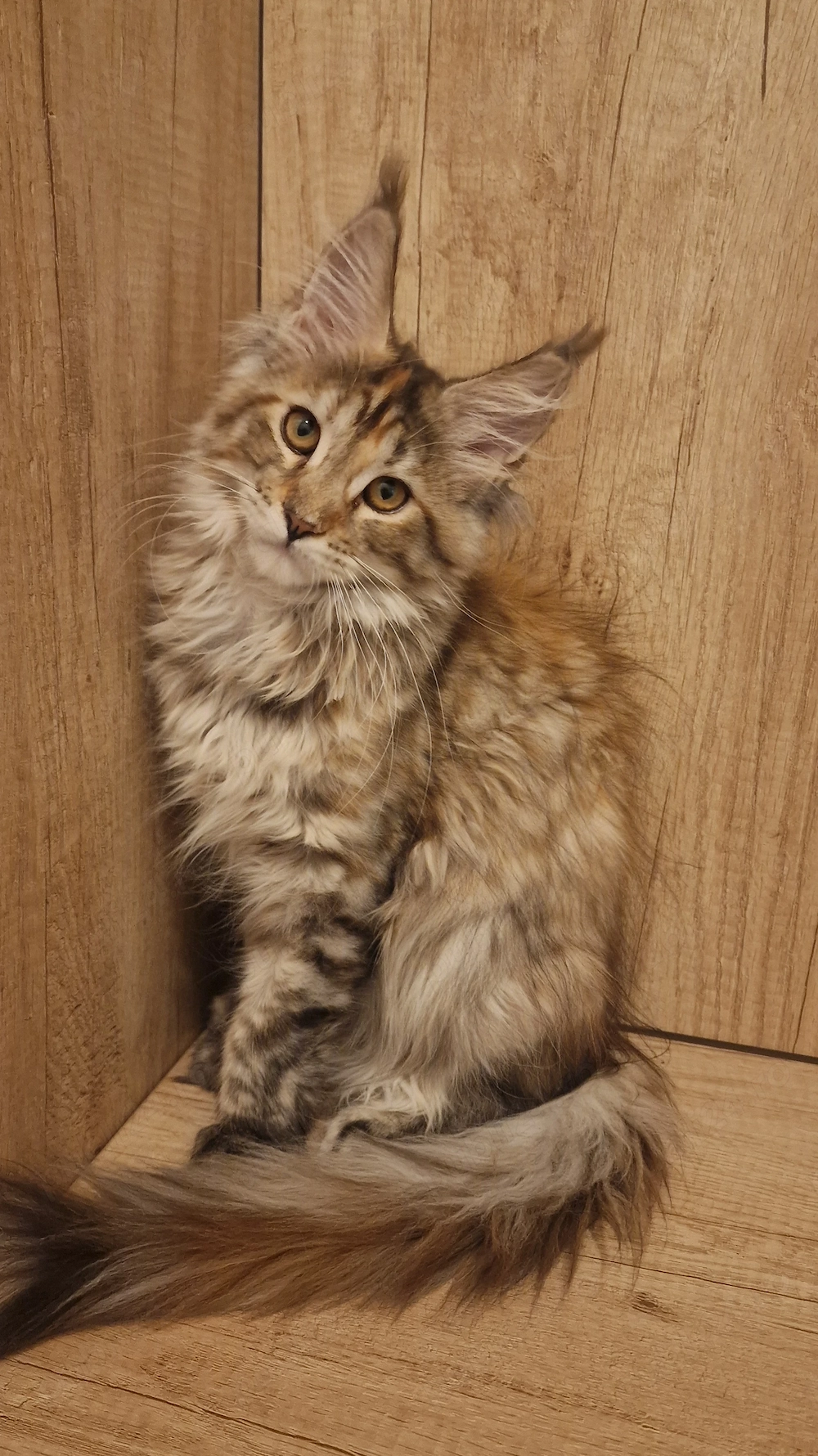Fetiță Maine Coon 