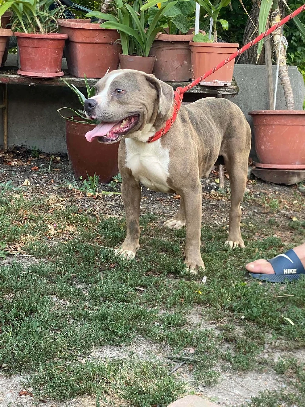 American bully Xl