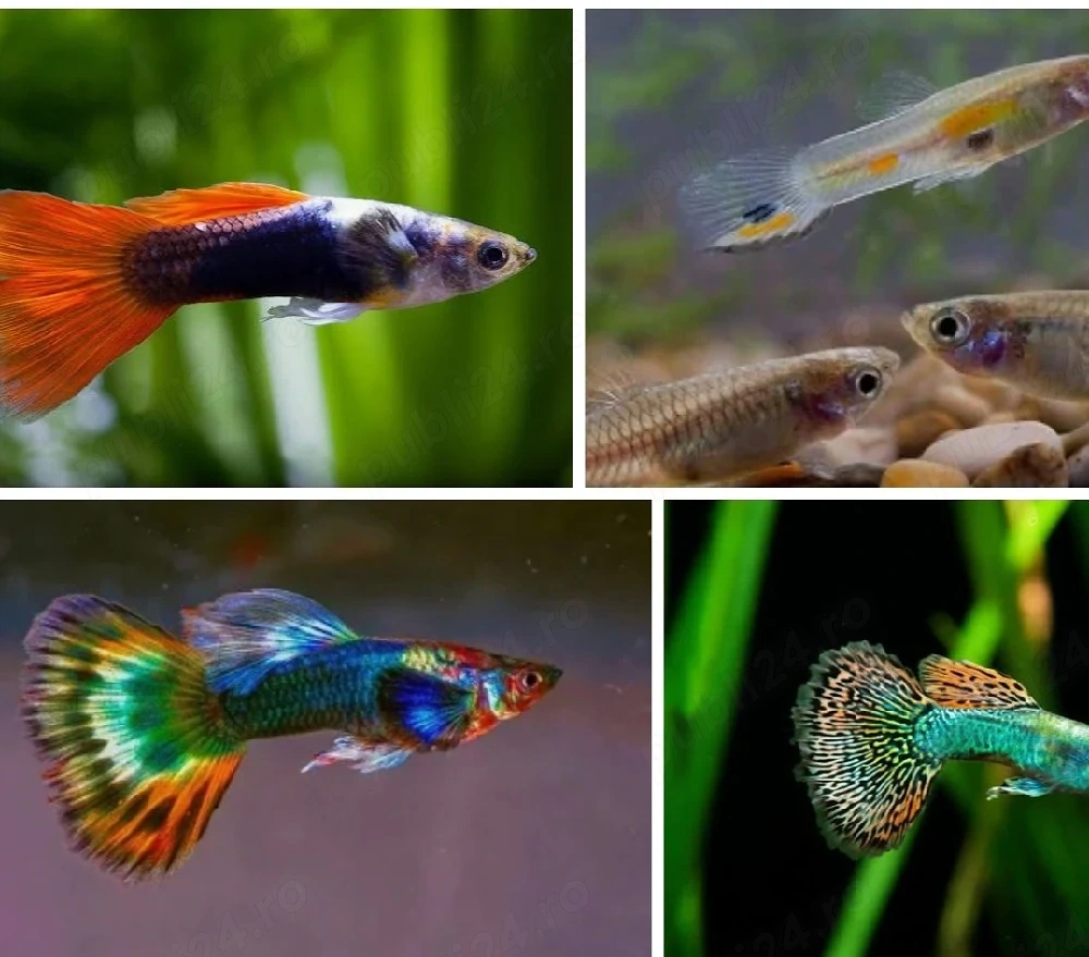 Pesti acvariu guppy 