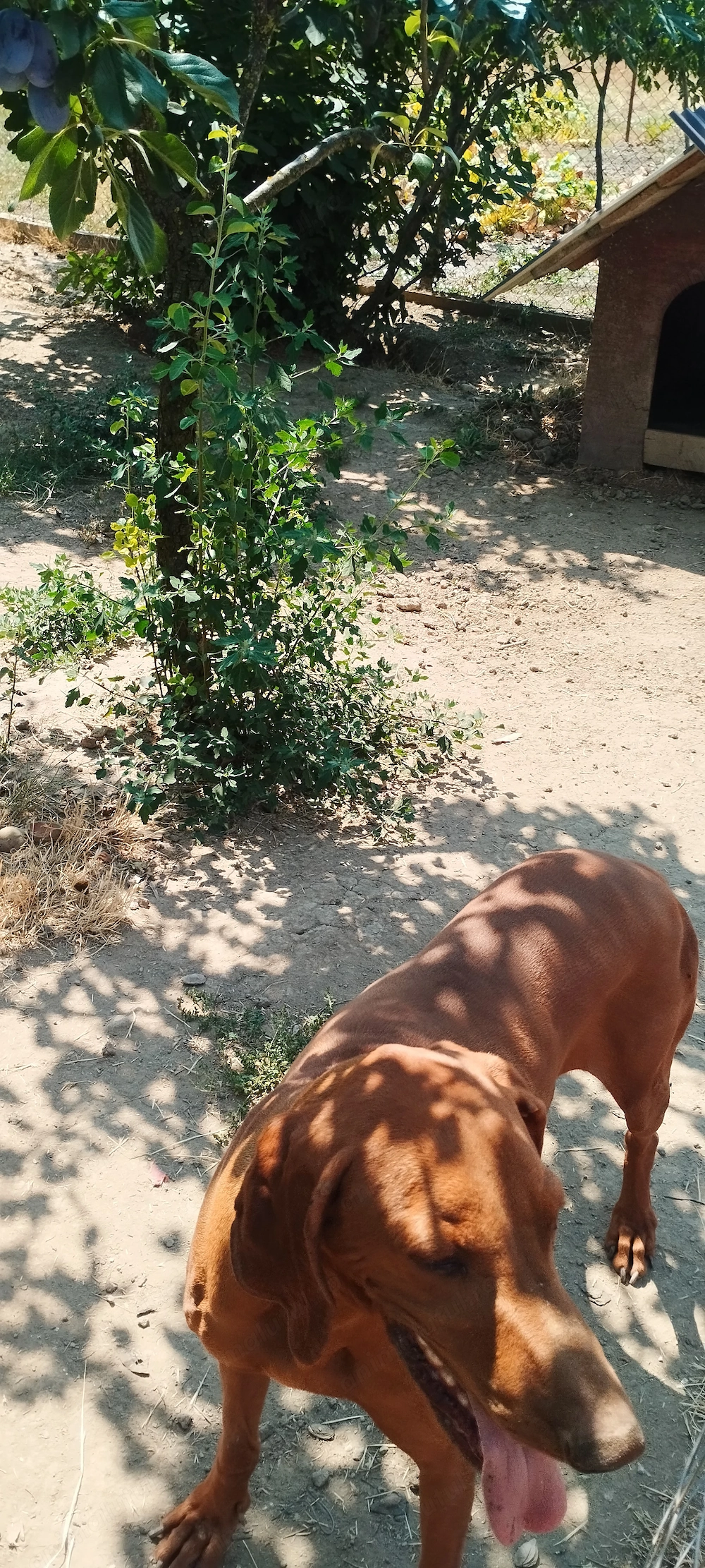 Donez câine vizsla maghiară ,mascul de 6 ani