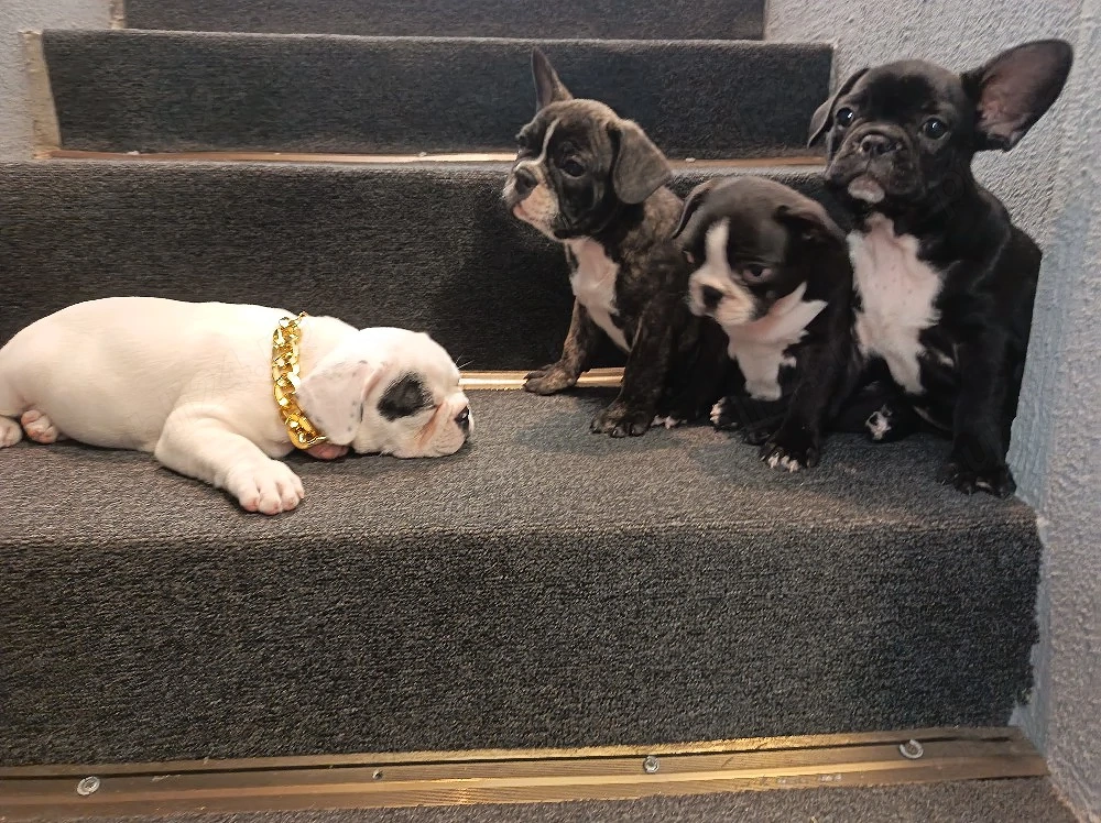 Bulldog francez 1 femela si 3 masculi 