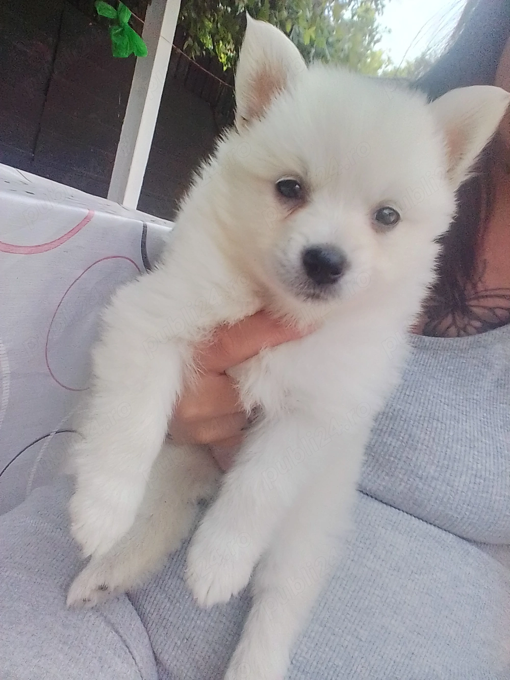 Vând cățelușe Pomeranian Pedigree 