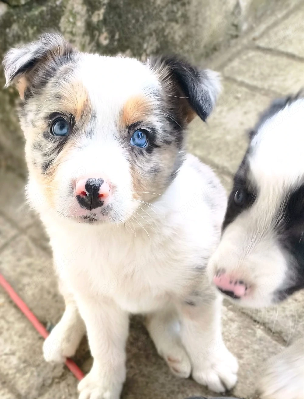căței border  collie 