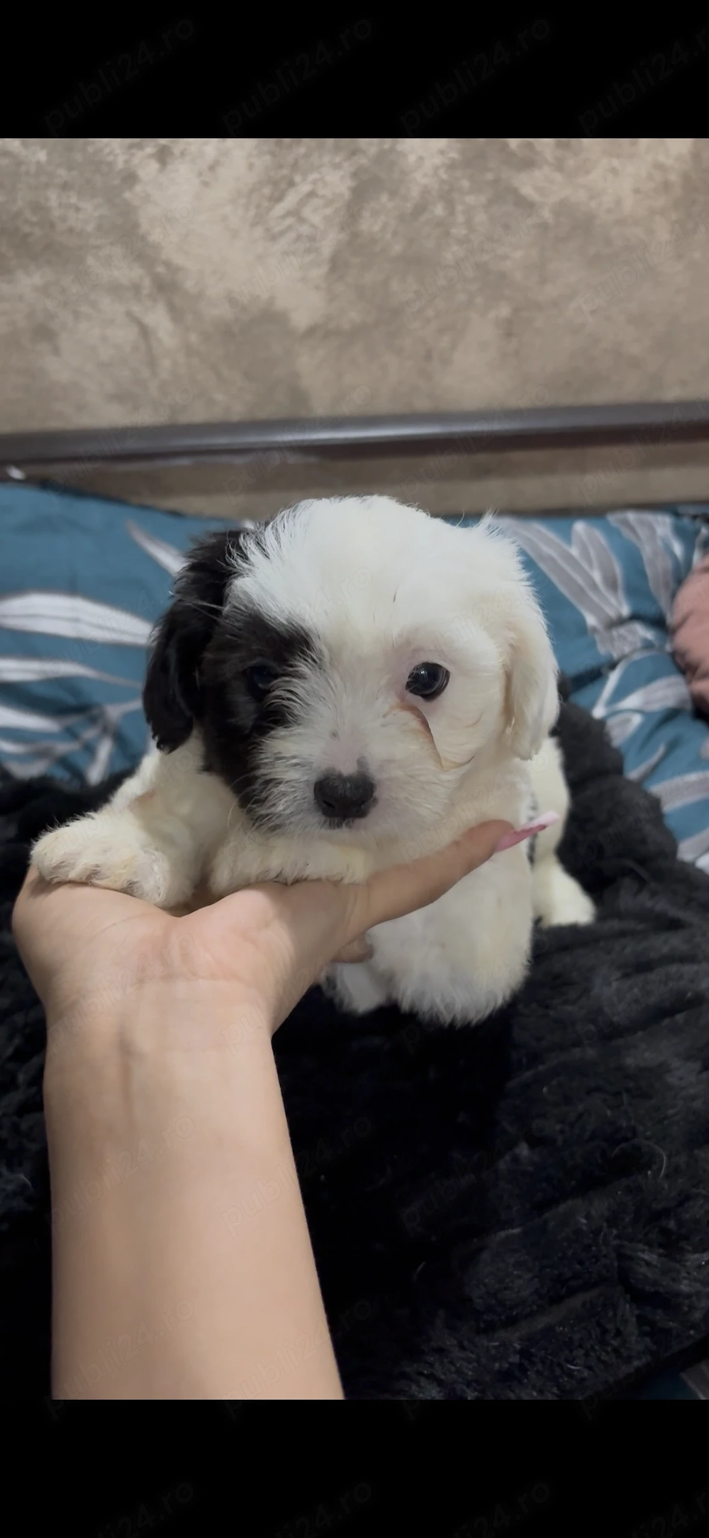 Pui de Bichon Maltez